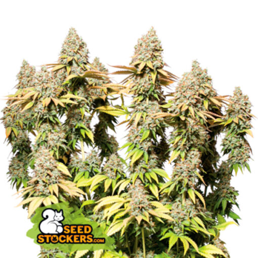 Auto Rucu Cucu OG fem. Seedstockers Superior
