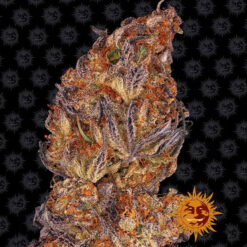 Auto Runtz fem. Barney's