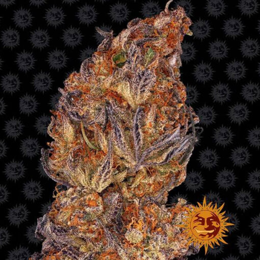 Auto Runtz fem. Barney's
