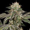Auto Runtz  3 u. fem. White Label