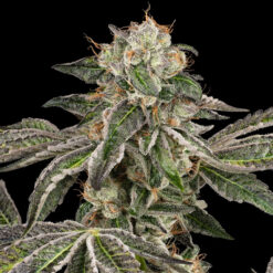 Auto Runtz  3 u. fem. White Label