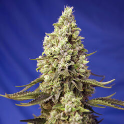 Auto Runtz XL fem. Sweet Seeds