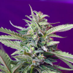 Auto SAD fem. Sweet Seeds