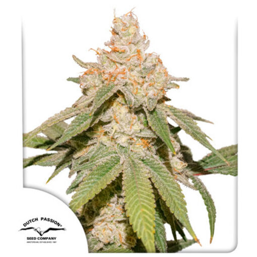 Auto SFV OG fem. Dutch Passion