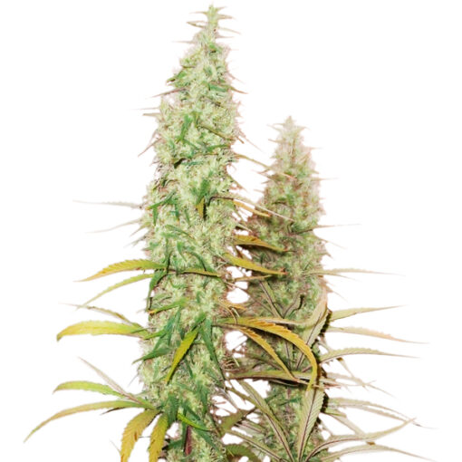 Auto Santa Marta Haze fem. Seedstockers