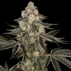 Auto Sauvignon Blanc   3 u. fem. Sensi Seed Research