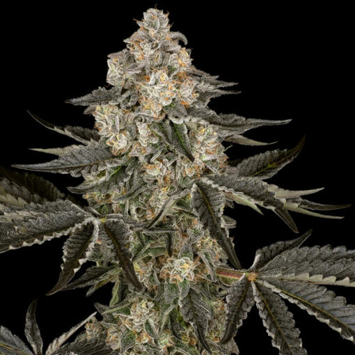 Auto Sauvignon Blanc   3 u. fem. Sensi Seed Research