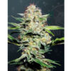 Auto Sensi Skunk fem. Sensi Seeds