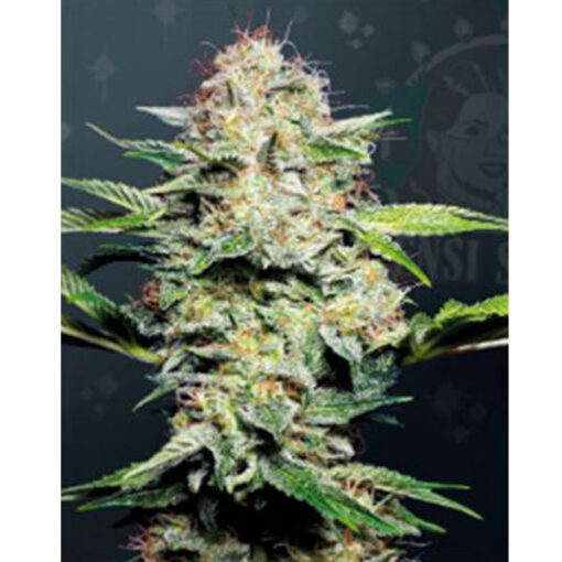 Auto Sensi Skunk fem. Sensi Seeds