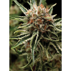 Auto Shark fem. Pyramid Seeds