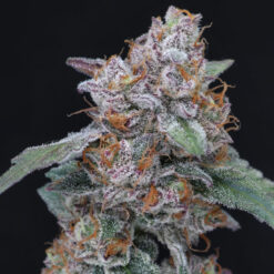 Auto Sherbacio OG 3 u. fem - USA Line- Pure Instinto