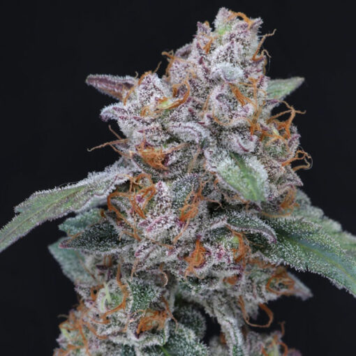 Auto Sherbacio OG 3 u. fem - USA Line- Pure Instinto