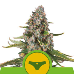 Auto Sherbet Queen fem. Royal Queen