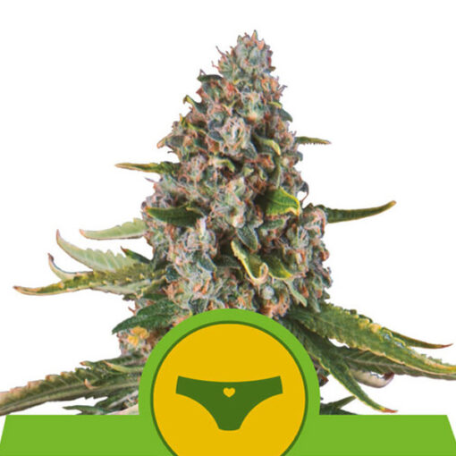 Auto Sherbet Queen fem. Royal Queen