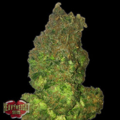 Auto Short & Sweet fem. Heavyweight Seeds