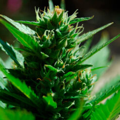 Auto Skull Ryder fem. Black Skull Seeds