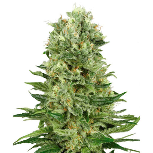 Auto Skunk #1 fem. Sensi Seeds