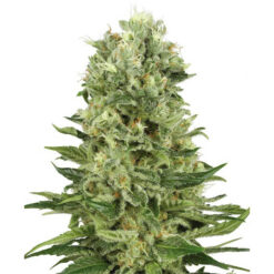 Auto Skunk #1 fem. White Label