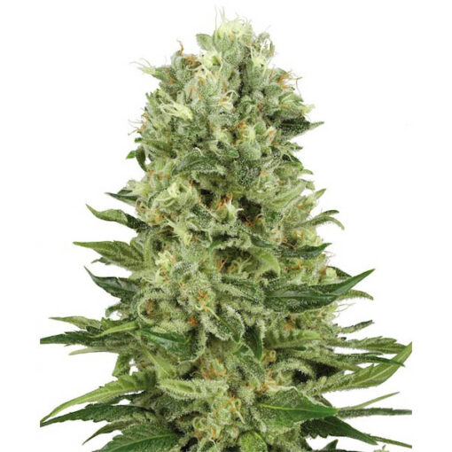Auto Skunk #1 fem. White Label