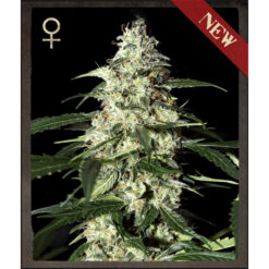 Auto Skunk fem. Strain Hunters