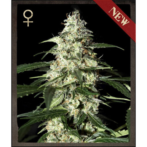 Auto Skunk fem. Strain Hunters