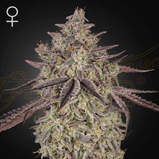 Auto Skywalker  1 u. fem. Green House