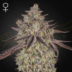 Auto Skywalker  5 u. fem. Green House