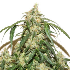 Auto Skywalker Haze fem. Dutch Passion
