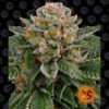 Auto Skywalker OG fem. Barney's