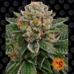 Auto Skywalker OG fem. Barney's
