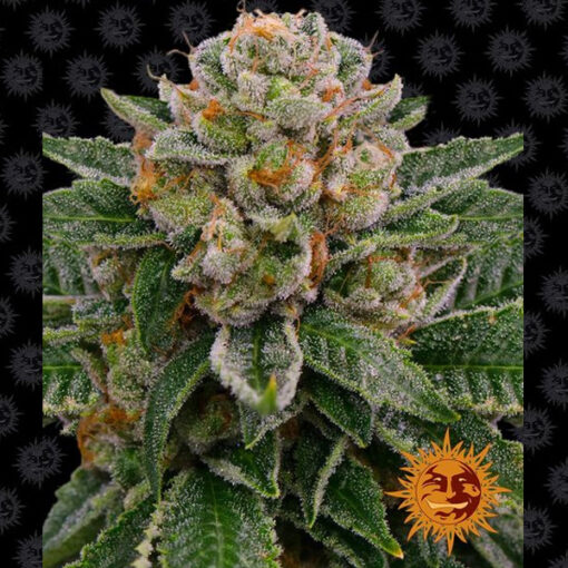 Auto Skywalker OG fem. Barney's