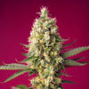 Auto Skywalker OG Runtz XL fem. Sweet Seeds