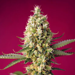 Auto Skywalker OG Runtz XL fem. Sweet Seeds
