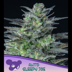 Auto Sleepy Joe fem. Anesia