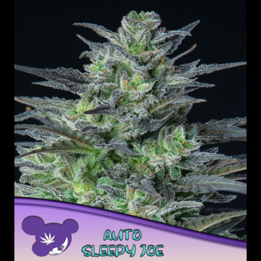 Auto Sleepy Joe fem. Anesia