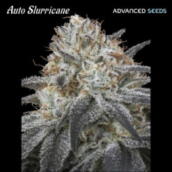 Auto Slurricane Advanced Seeds