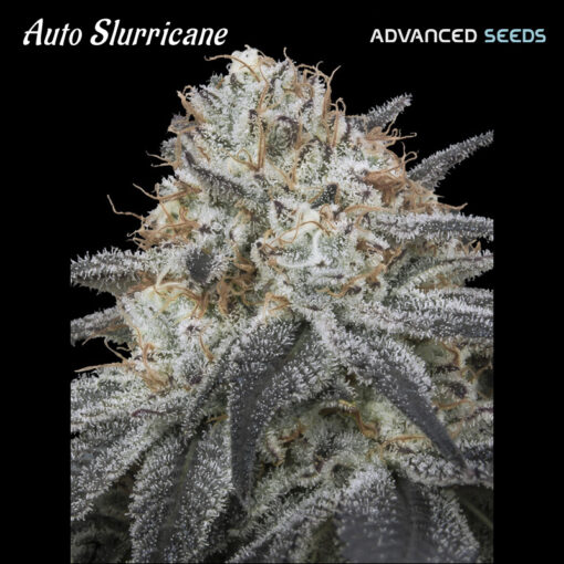 Auto Slurricane Advanced Seeds