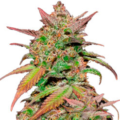 Auto Smoothie fem. FastBuds Seeds