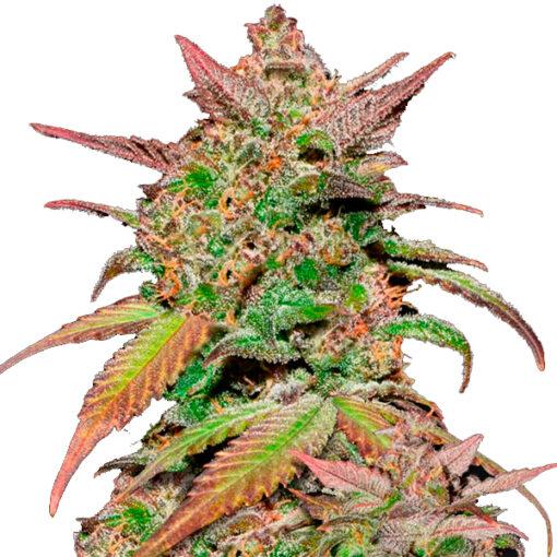 Auto Smoothie fem. FastBuds Seeds