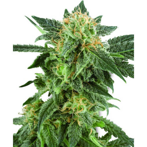 Auto Snow Ryder fem. White Label