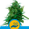 Auto Solomatic CBD fem. Royal Queen