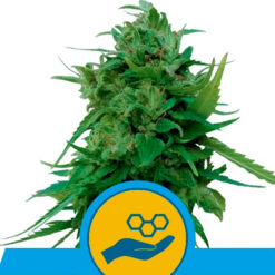 Auto Solomatic CBD fem. Royal Queen