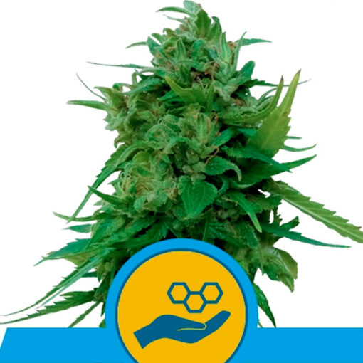 Auto Solomatic CBD fem. Royal Queen