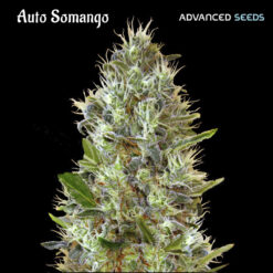 Auto Somango fem. Advanced Seeds