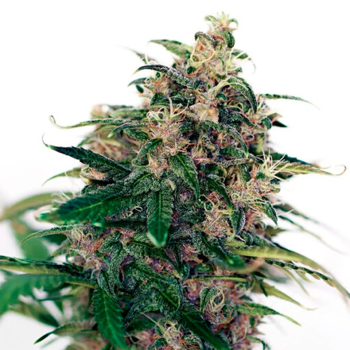 Auto Somango #47 fem. Positronics Seeds