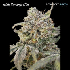 Auto Somango Glue fem. Advanced Seeds