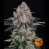 Auto Sour Diesel fem. Barney's