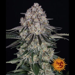 Auto Sour Diesel fem. Barney's