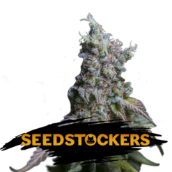 Auto Sour Diesel fem. Seedstockers