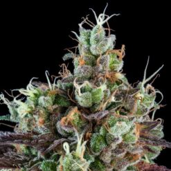Auto Sour Ripper fem. Ripper Seeds